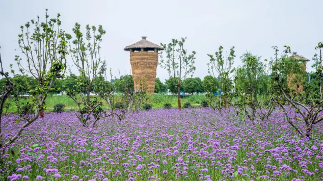 当“夏”黎里，乡村美景入画来