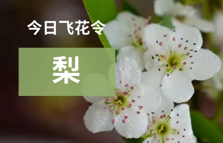 今日飞花令：梨