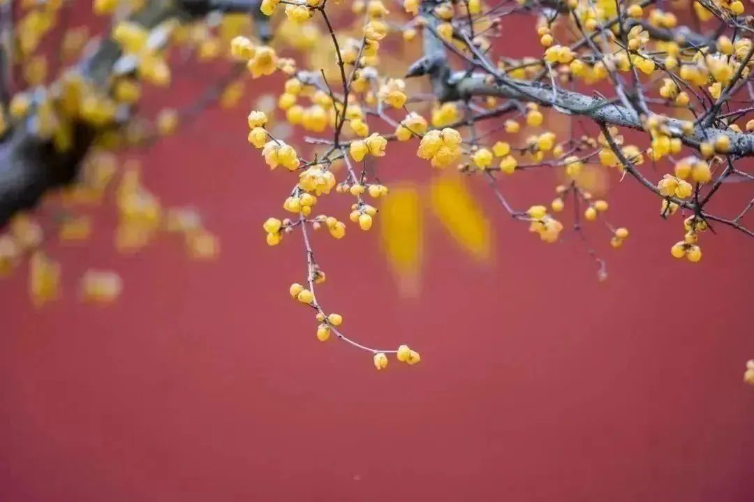 不止网红蜡梅丨发现宝藏·昭灵观打卡攻略