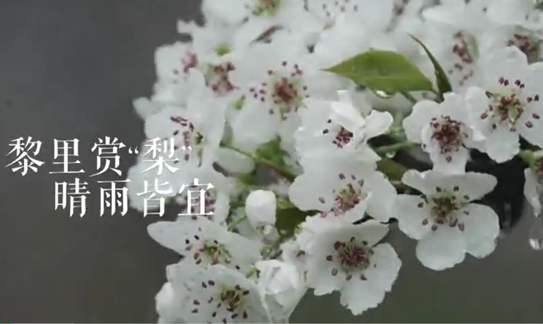 梨花节倒计时丨氛围感拉满的梨花拿铁，是三月的无法拒绝