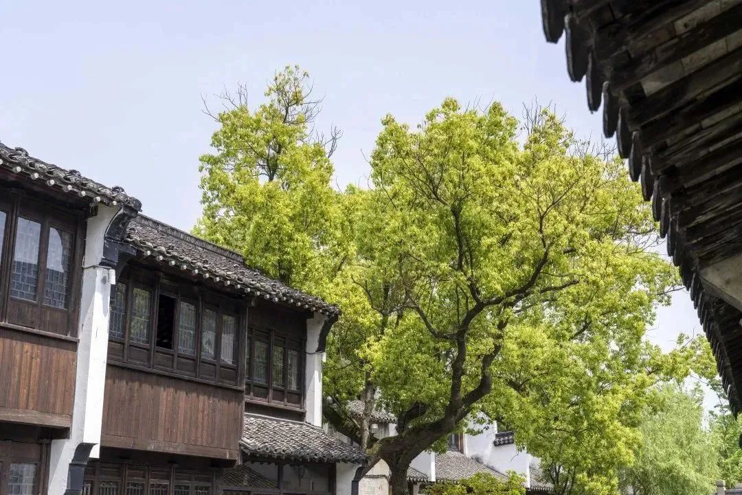 立夏的古镇：称重吃蚕豆 讨个好彩保一夏