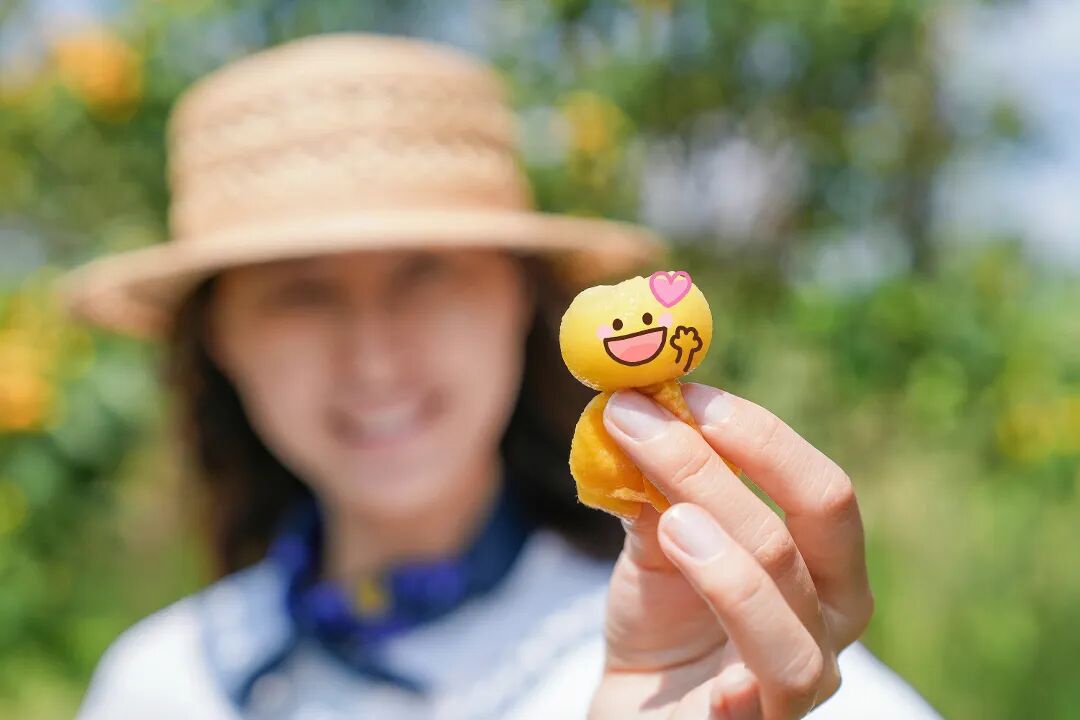 小满尝鲜！黎里这片生态枇杷园，畅吃采摘！