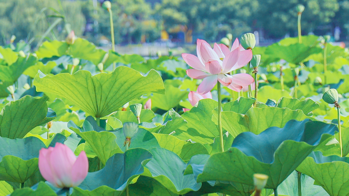 荷风漫荡，来大渠荡寻一夏清凉